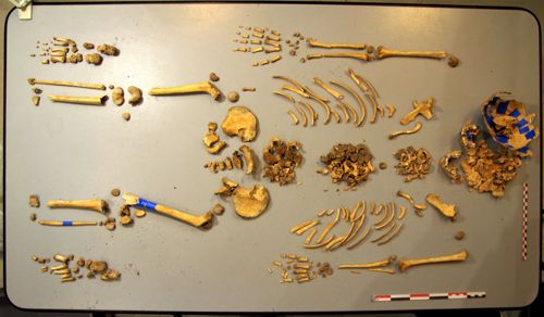 Squelette en cours d’étude de l’individu immature (7-11 ans) de la sépulture F1200 (crédits : Pôle d'archéologie, 2022)