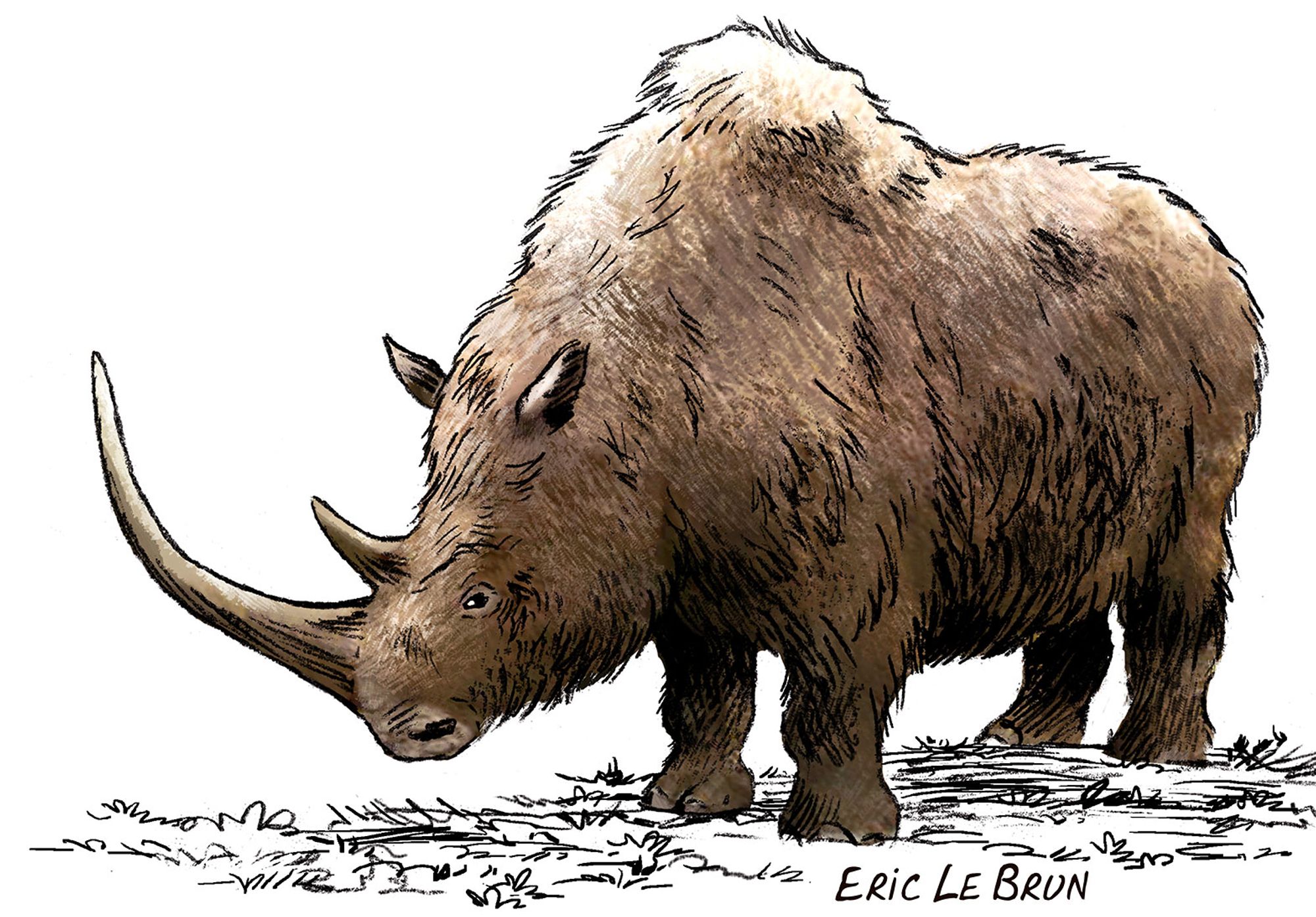 Quiz niveau rhinocéros laineux