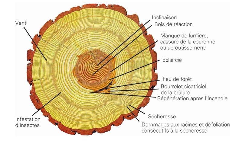 La dendrochronologie peut apporter de multiples informations sur la vie des arbres étudiés (illustration : www.dsl.ch)