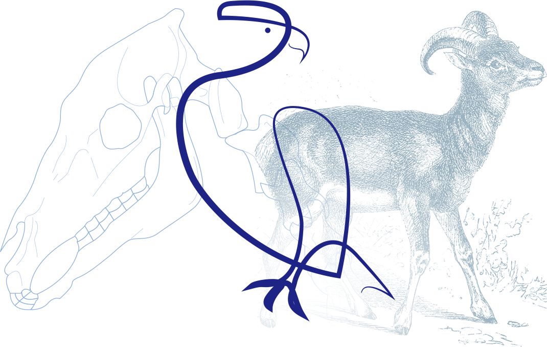 Archéologie des animaux : les quiz