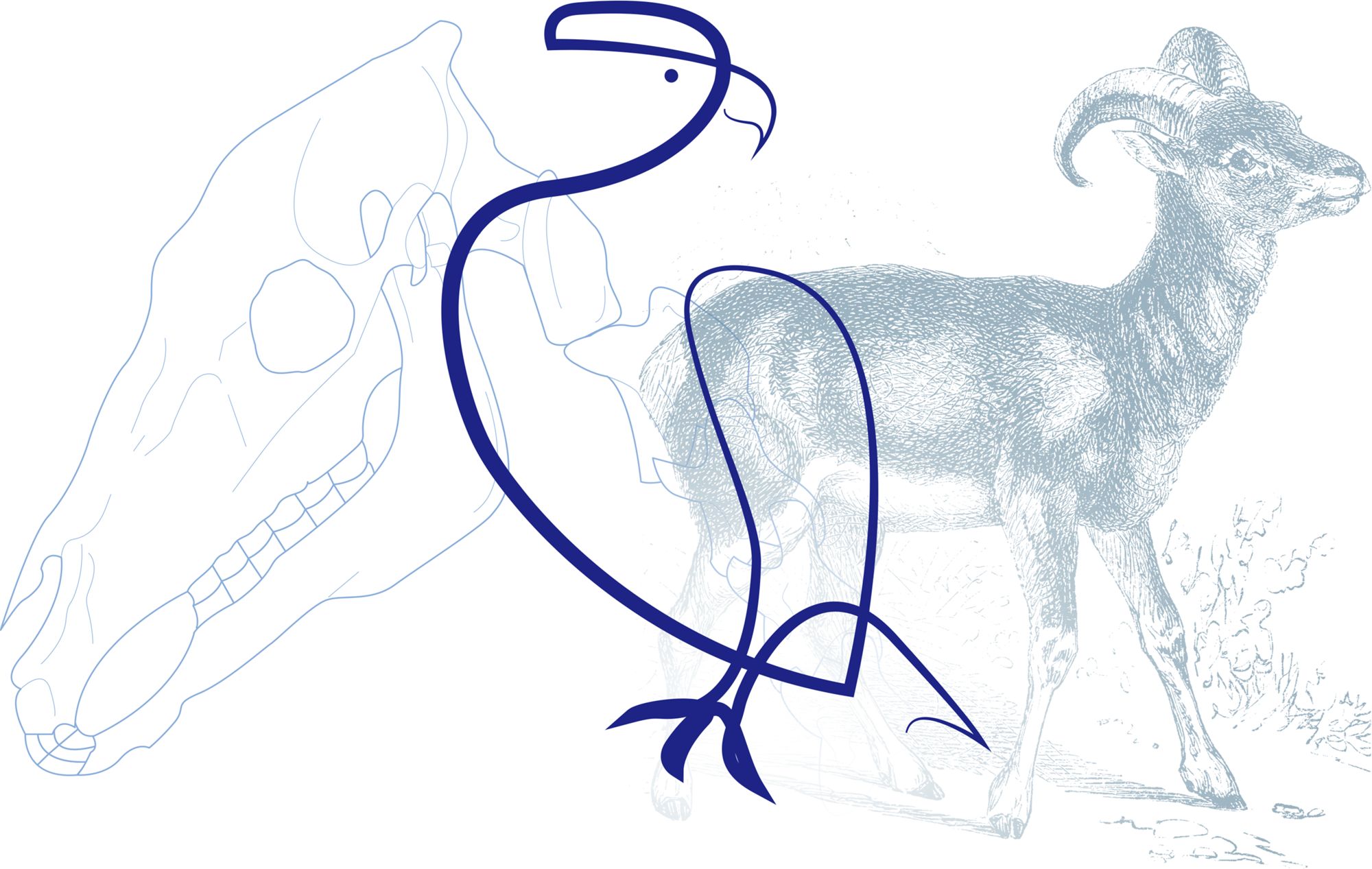 Archéologie des animaux