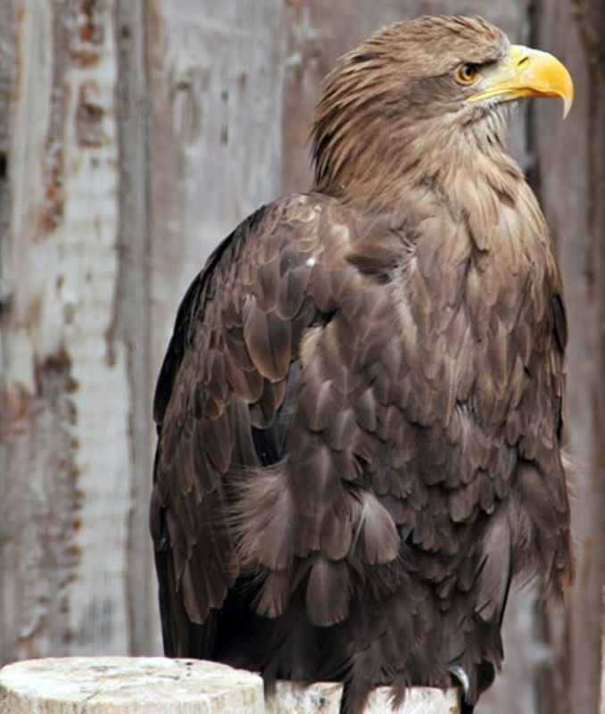 Le pygargue à queue blanche, le quiz