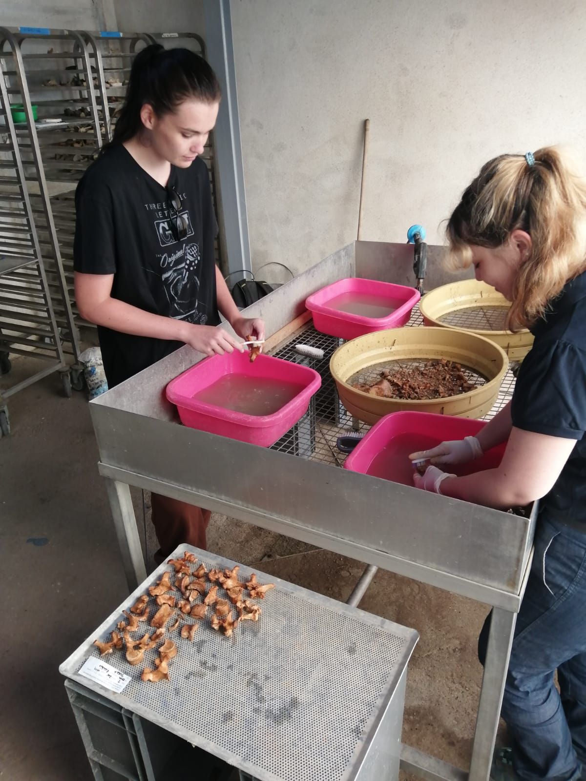 Louise et Lucie (Licence 2, Université de Lille) ont démarré le traitement du mobilier de la fouille au mois de juillet 2022 (crédits : Service d'archéologie, 2022)