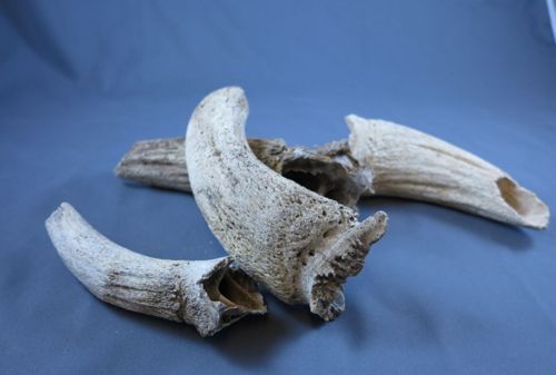 Chevilles osseuses de bovidés découvertes lors du diagnostic au n°4 quai du Châtelet (crédits : Pôle d'archéologie, 2016)