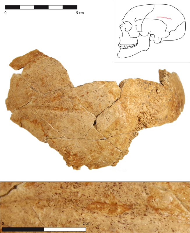 Fragment de crâne (pariétal gauche) de l’individu de la sépulture F1188 : il présente un sillon, témoin d’une lésion traumatique cicatrisée probablement due à un coup tranchant (crédits : Pôle d'archéologie, 2022)